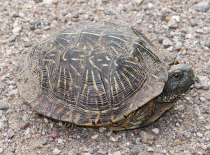 Tortuga de Tierra