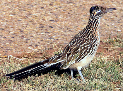 Faisán Correcaminos